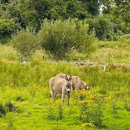 Bed and breakfast Hillcrest Boyhollagh