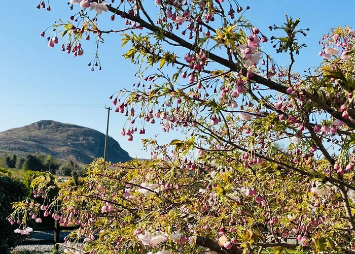 Oda ve Kahvaltı Hillcrest Boyhollagh